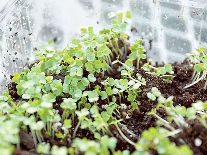 便攜式植物營養(yǎng)測(cè)定儀有什么用