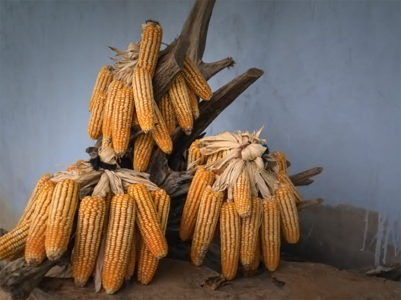 黃曲霉毒素限量標(biāo)準(zhǔn)(糧食黃曲霉毒素如何檢測)