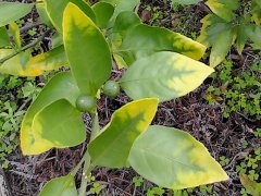 植物營(yíng)養(yǎng)測(cè)定儀有助于控制農(nóng)產(chǎn)品質(zhì)量